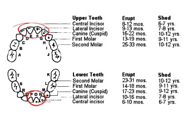 Kids_Teeth_Chart